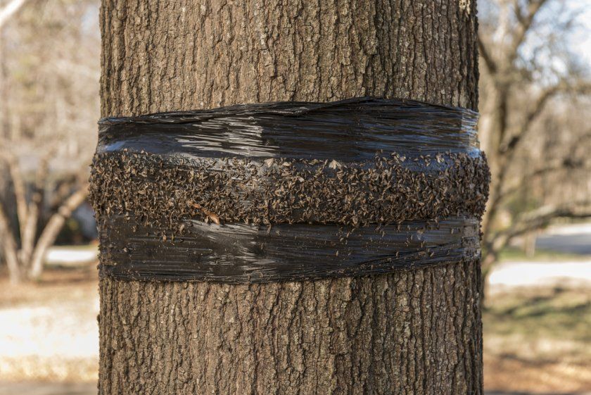 Ловчий пояс для плодових дерев від комах-шкідників