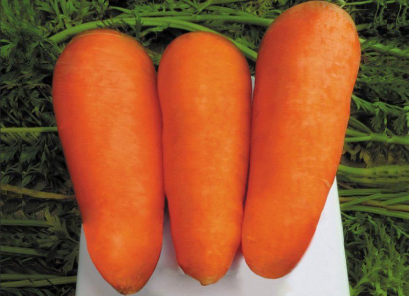 морква Болтекс