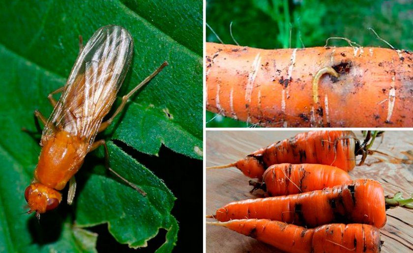 Морквяна муха і її наслідки