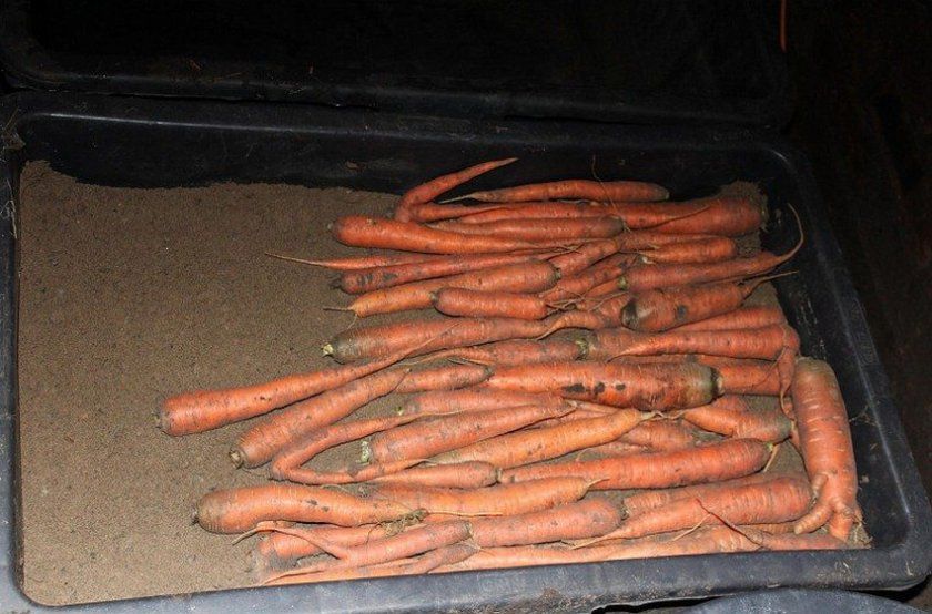 Зберігання моркви в піску