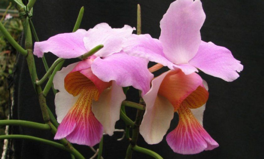 вальковатая орхідея