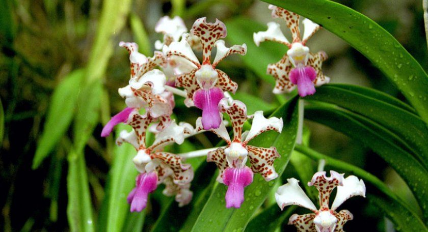 Орхідея триколор