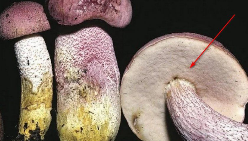 Гіменофор трубчастого типу у красноголовців