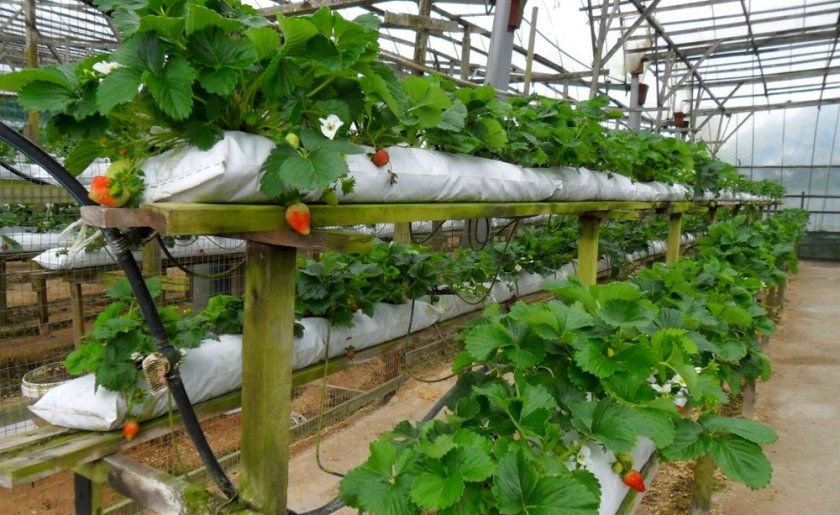 Голландська технологія вирощування полуниці