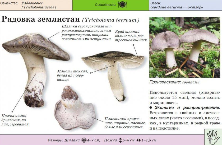 Характеристика гриба рядовка землистая