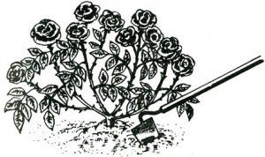 розпушування троянд