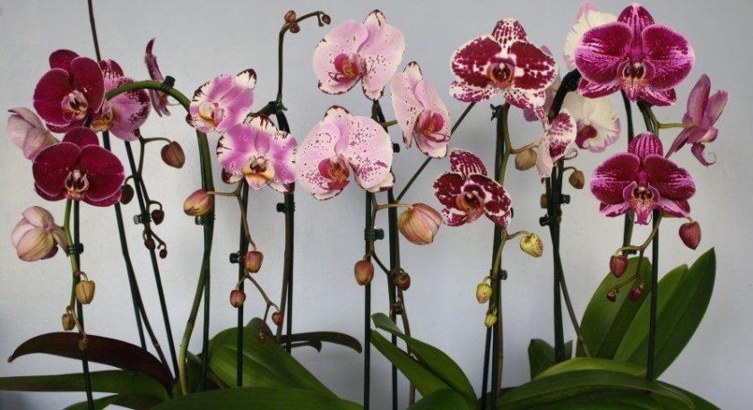 орхідеї