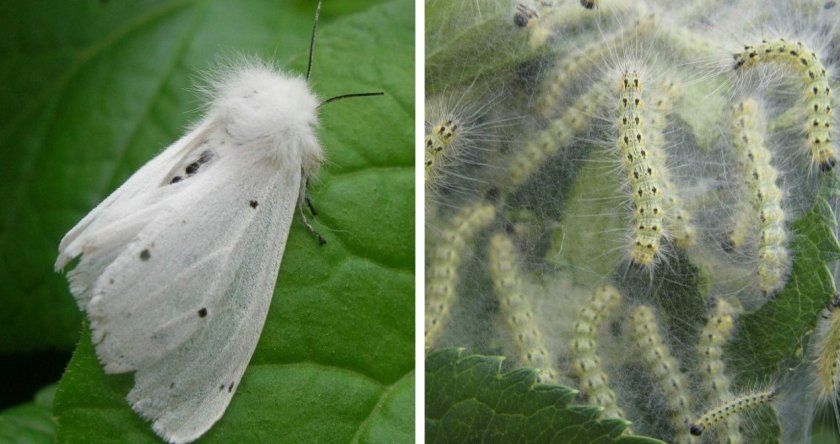 Американський білий метелик і її личинка