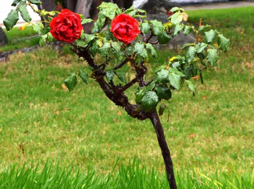 Саджанець штамбової троянди