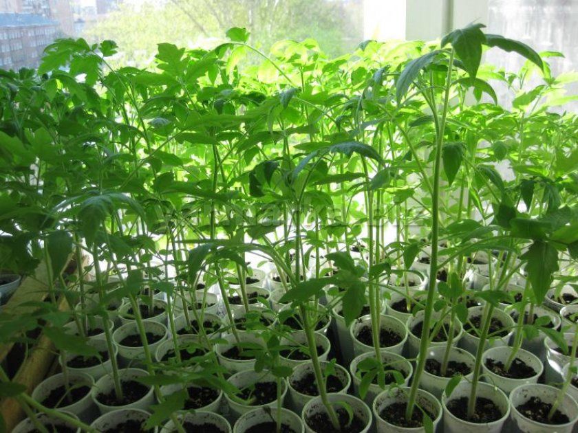 Вирощування розсади томатів