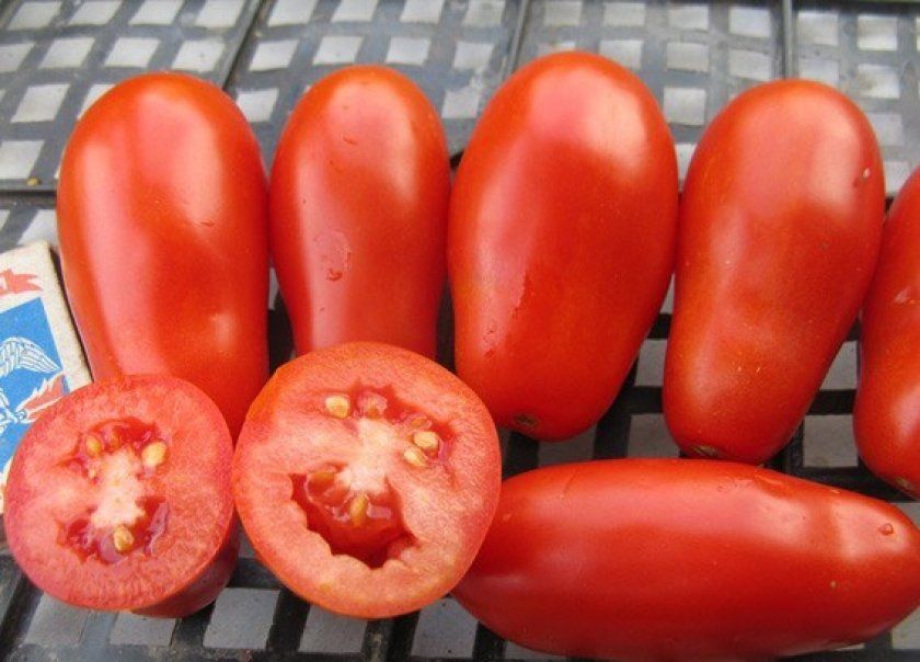 Урожай томата Французький гроздевой
