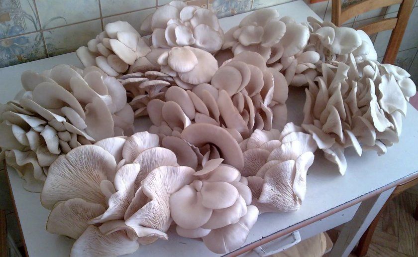 Збір врожаю грибів
