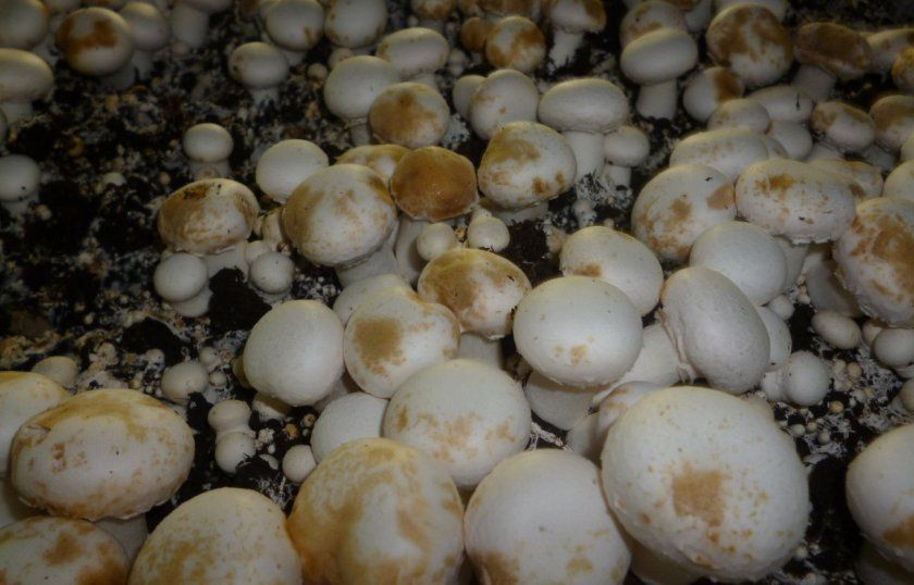 Іржава плямистість на грибах
