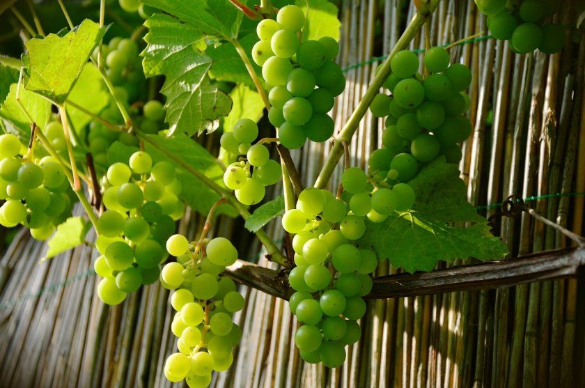 зелений виноград