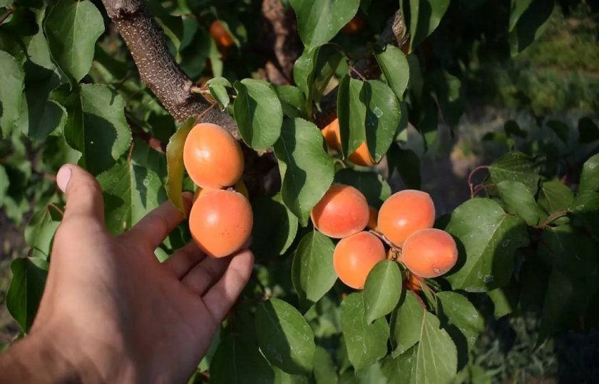 Збір врожаю абрикос