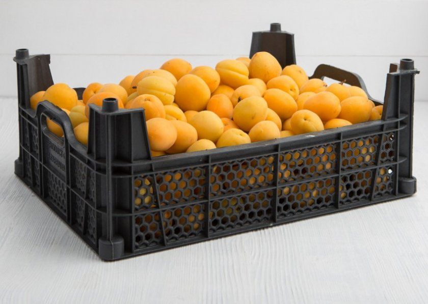 зберігання абрикоса