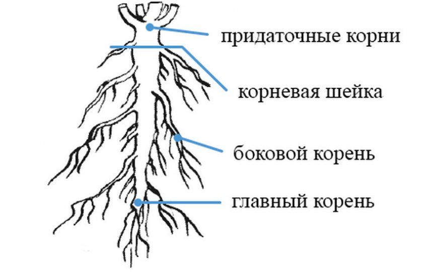схема кореня