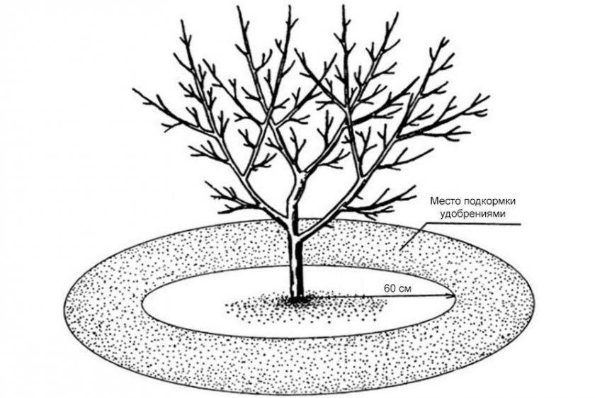 Схема підгодівлі плодових дерев