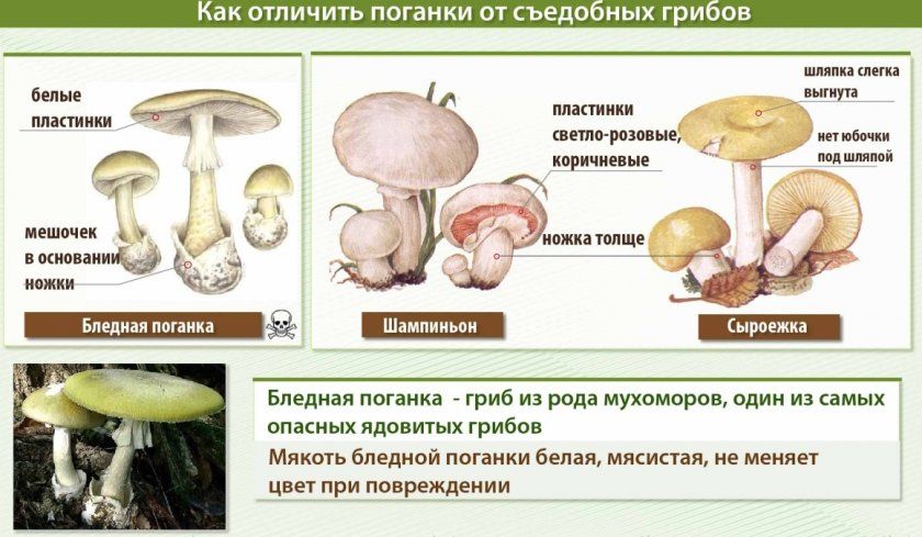 Як відрізнити поганки від їстівних грибів