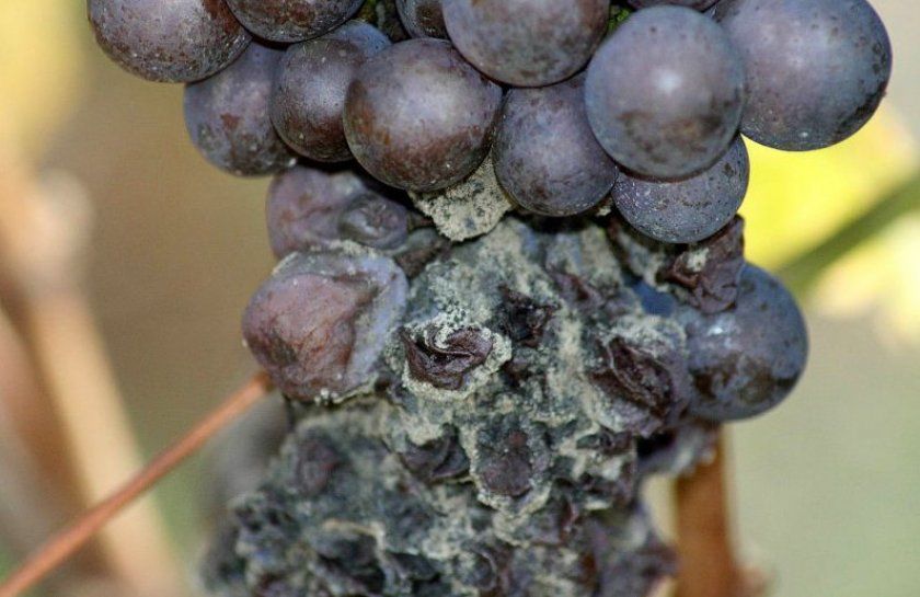 Сіра гниль винограду