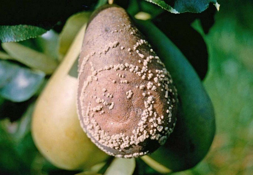 Плодова гниль груші