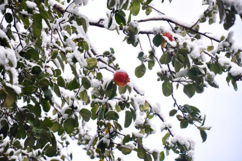 Яблуня не скинув листя на зиму