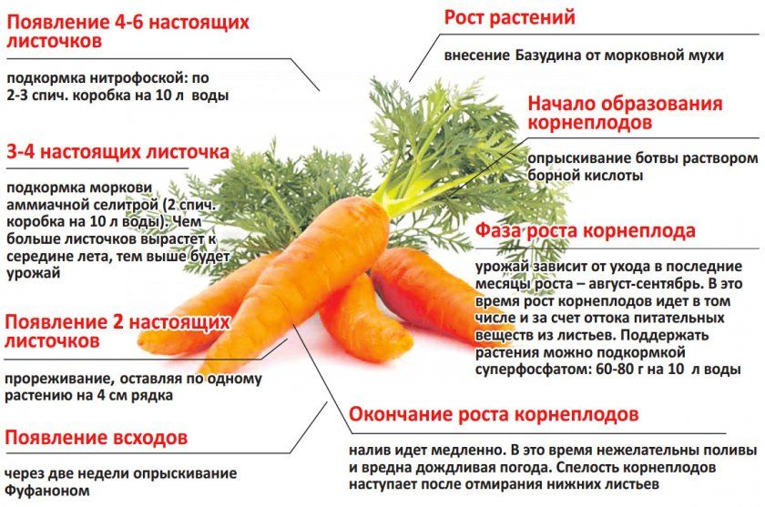 Підживлення моркви на різних етапах