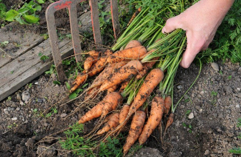 Прибирання моркви вилами