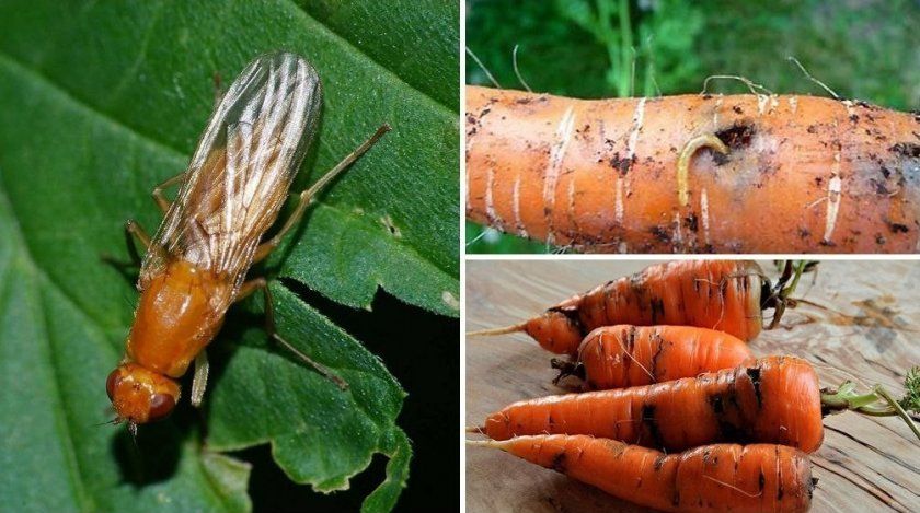 морквяна муха