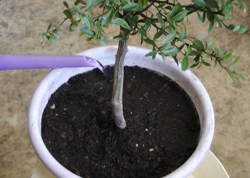 Полив цитрусового дерева