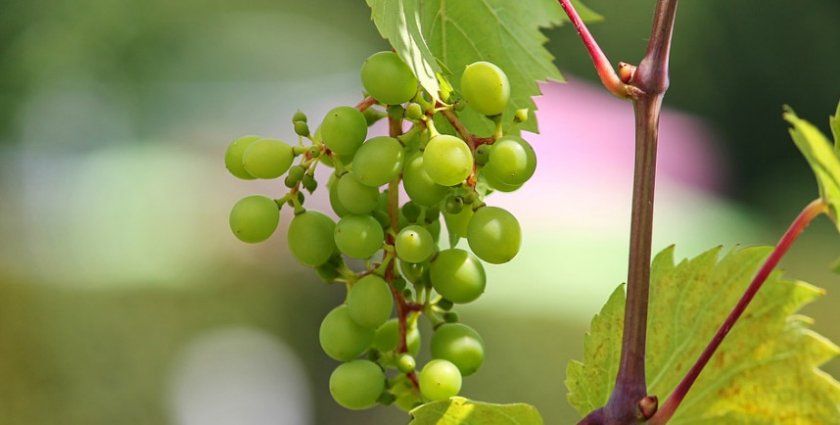 молодий виноград