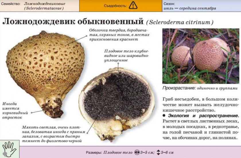Характеристика гриба ложнодождівіка звичайного