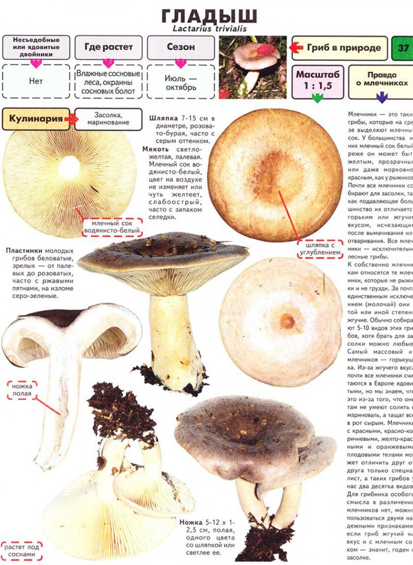 Опис гриба гладиша