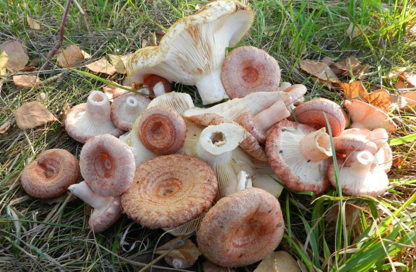 Корисні властивості грибів волнушек