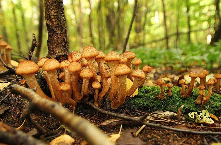 Поширення грибів опеньків