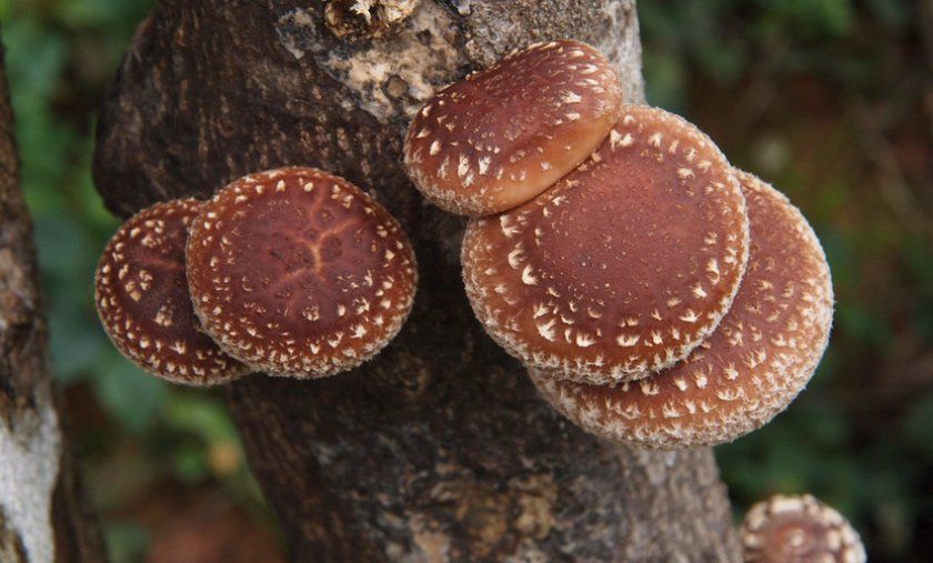 гриби шиітаке