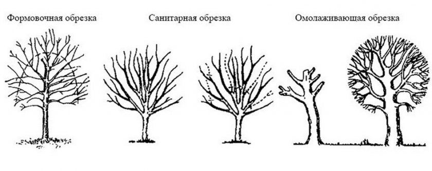 Обрізка крони грушевого дерева