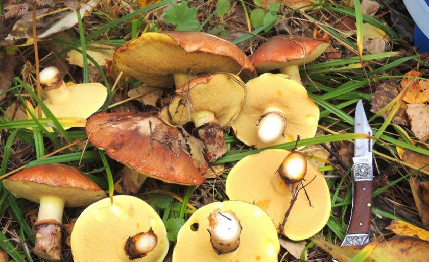 Зібрані гриби маслюки