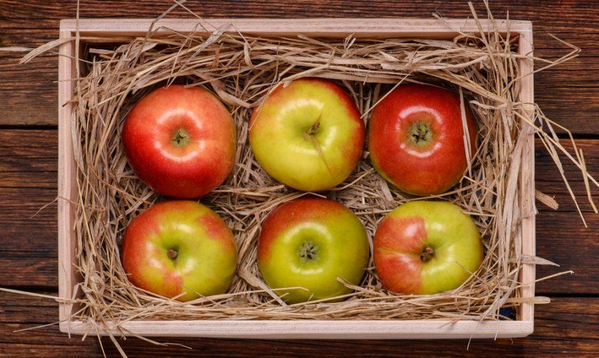 зберігання яблук