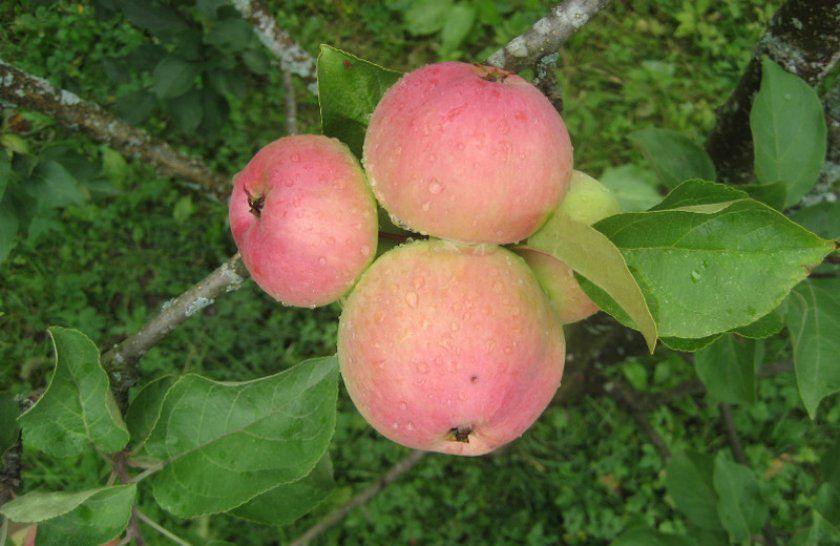 яблуня Грушівка