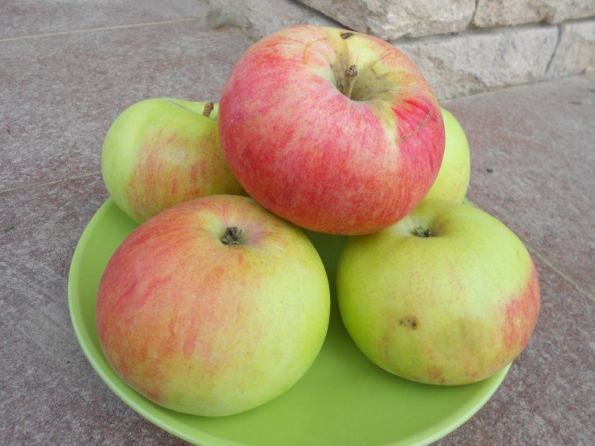 Яблука Марат Бусурін