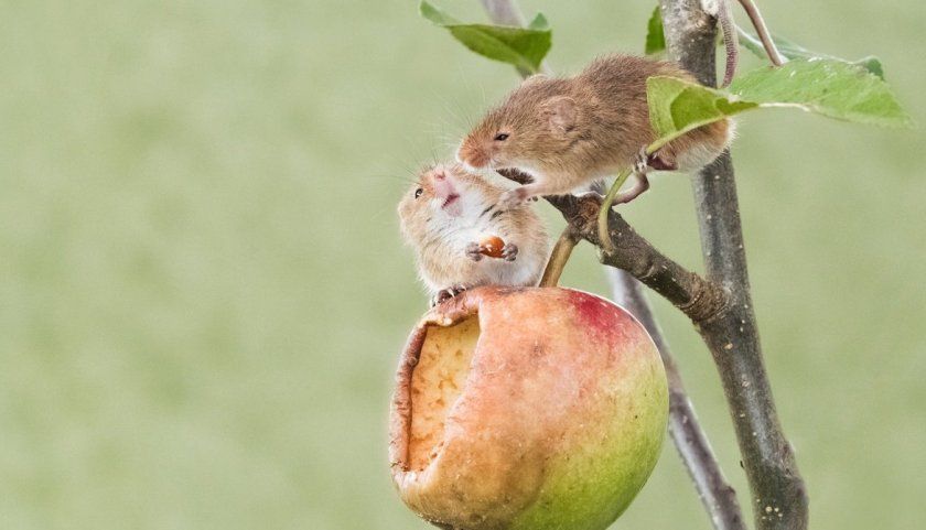 Гризуни на яблуні