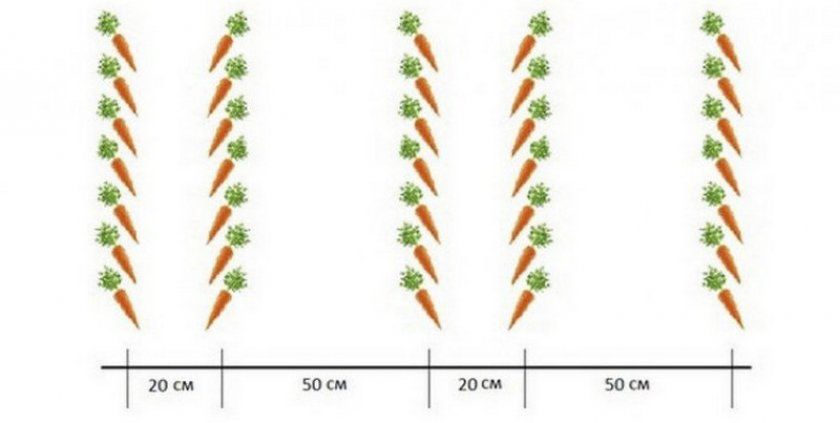 Схема посіву моркви