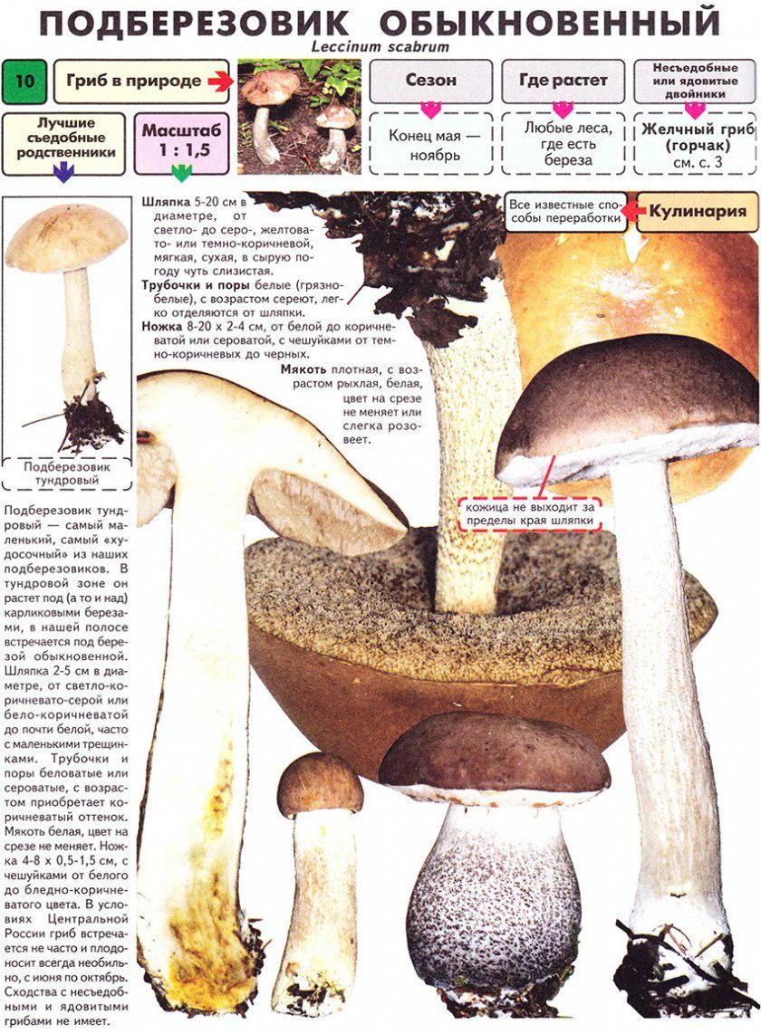 Опис гриба підберезники