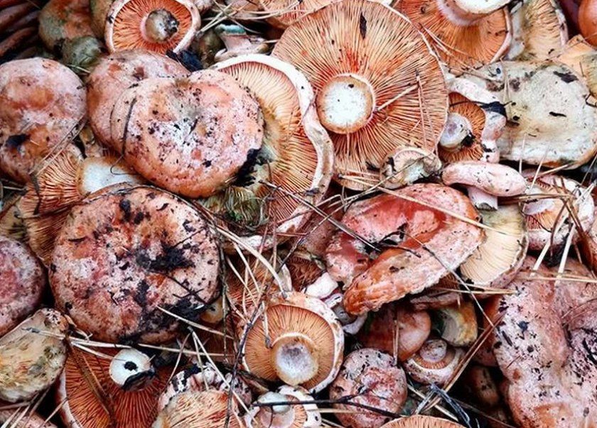Шапки грибів для посадки