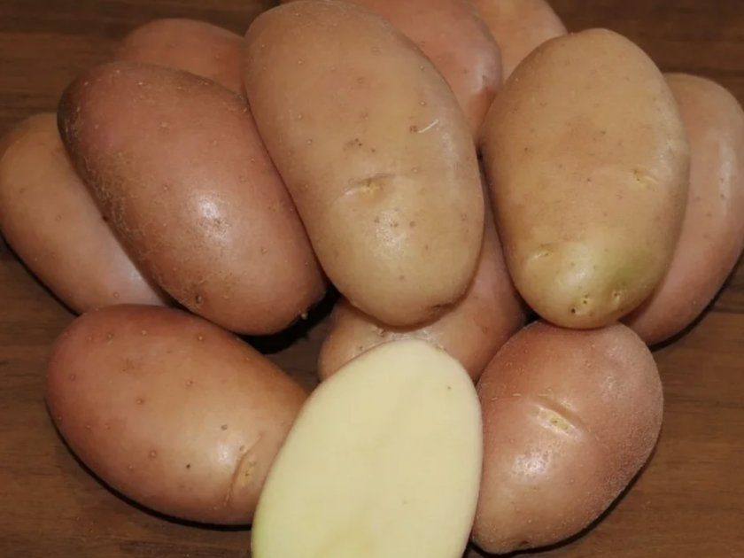 Картопля Діва