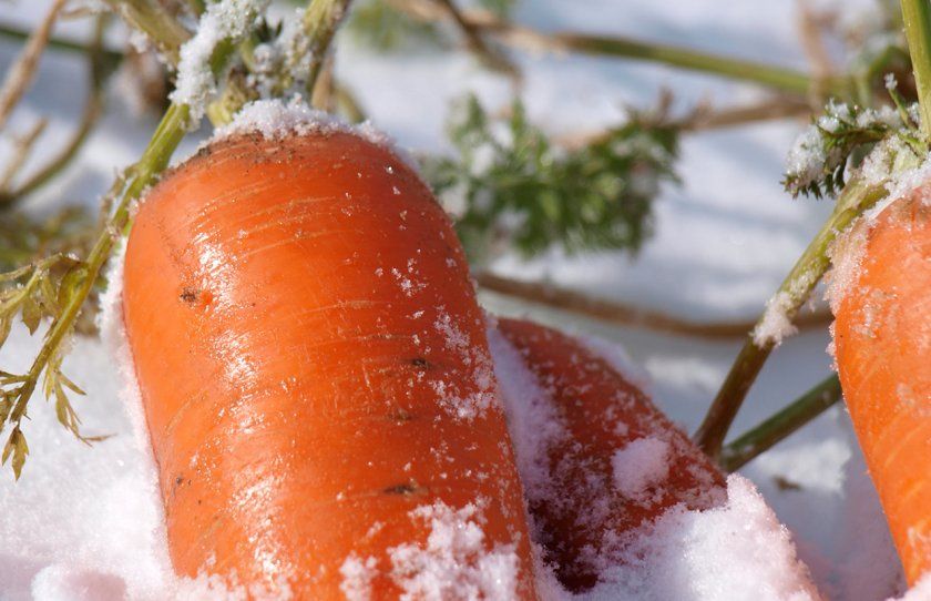 Зимівля моркви в снігу