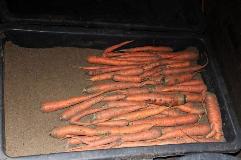 зберігання моркви