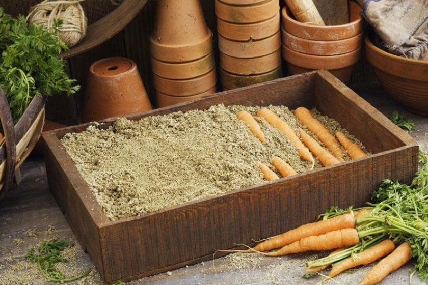 Реанімація підмерзлою моркви в піску