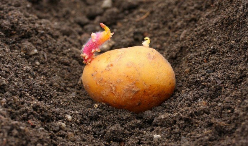 Картопля Королева Анна